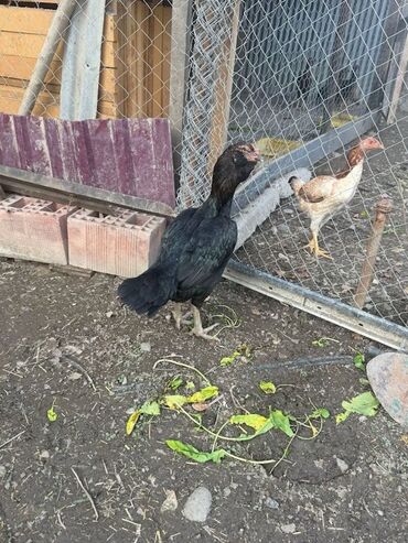 linqorin toyuqlar: Toyuq, Damazlıq