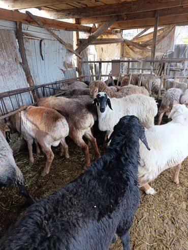 Баран, овца: Продаю | Овца (самка) | Для разведения | Матка — 3