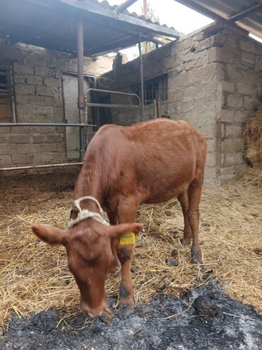 Inəklər, öküzlər: Danalar satılır damazlıq ve etlik unvan Bine qesebezi — 6