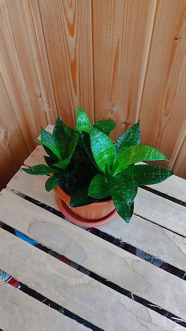 Другие комнатные растения: Толстянка,сансевиерия. Продаю толстянку! Есть взрослое растение - — 10