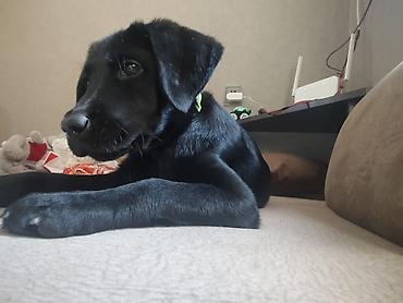 iri buynuzlu: Labrador-retriver, 6 ay, Dişi, Sənədli, Ünvandan götürmə — 5