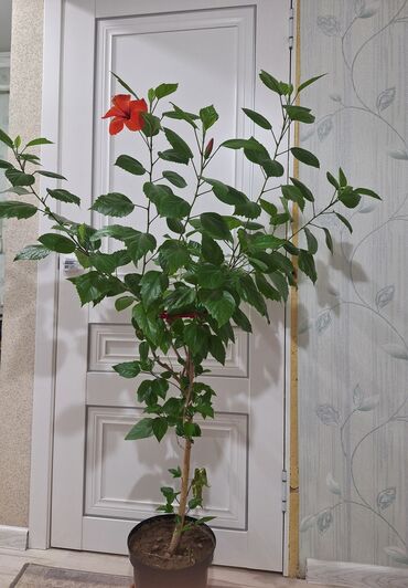 чай мате: Срочно не дорого. Продаются китайская роза 🌺 . для квартиры