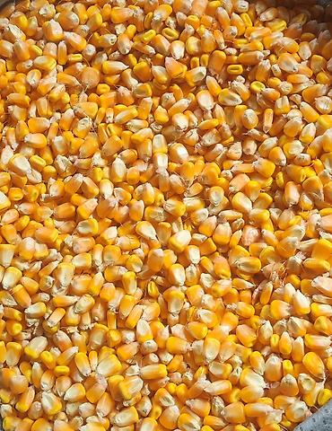 голанские розы: Продаю Кукурузу с поля. Сорт "MAS 582D". Bозможны варианты рущенной — 1