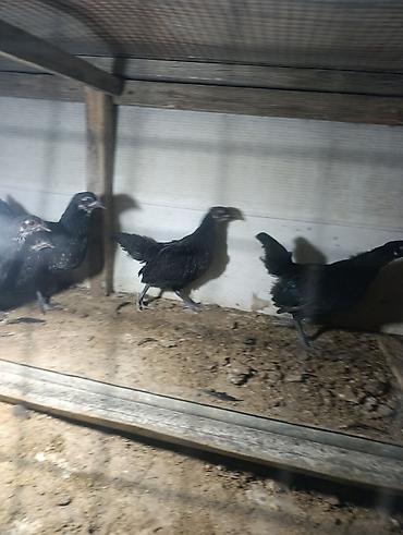 qara qurd: 🐥 QARA AUSTRALORP CÜCƏLƏR SATILIR! Sağlam və keyfiyyətli Australorp — 7