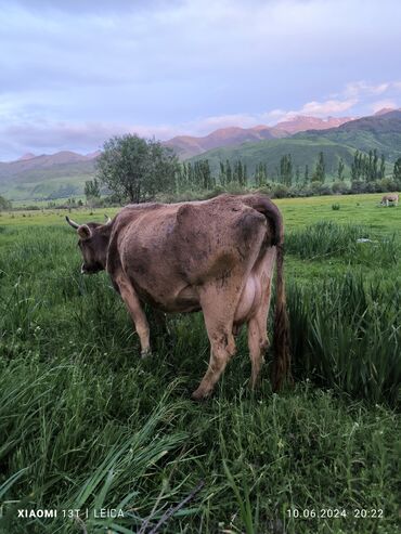 корова с телёнком: Продаю | Корова (самка) | Швицкая | Для молока | Стельные