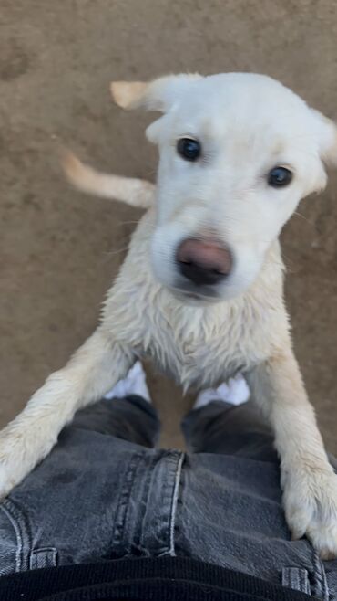 İtlər: Labrador-retriver, 4 ay, Erkek, Peyvəndli, Ünvandan götürmə, Pulsuz çatdırılma