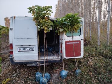 купить семена люцерны и эспарцета: Көчөттөр дарактардын: Клёндор