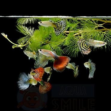 кобыла самка: ||1 шт 50 сом || Гуппи (Poecilia reticulata) — яркие живородящие — 1