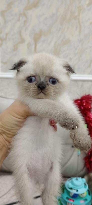 Кошки: Шотландская вислоухая — 3