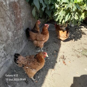 K/t heyvanları üçün mallar: Xoruz, il: 2, Ünvandan götürmə