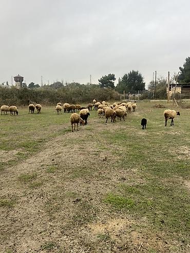 toptan yem satisi: Qoyun – yerli cinslər 44 heyvandı 40 ana qoyundu 6 dənəsi balalı 4 — 1