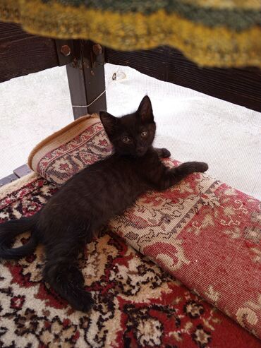 абиссинский кот: Отдам котят(остался один котик,коричневый,с полосками )мама