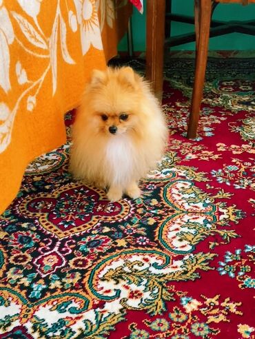 İtlər: Şpitz — 10