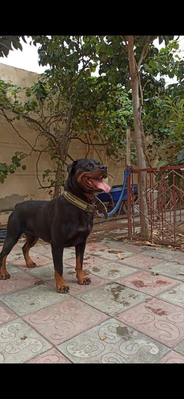 İtlər: Rotveyler, 8 ay, Dişi, Peyvəndli, Ünvandan götürmə