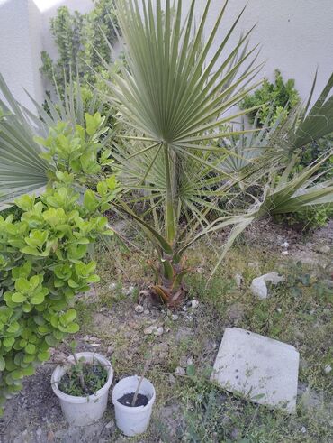bezek bitkisi: Palma (kaliforniya) 2 agacdı. Balaca 400 azn hündürlüyü 140sm.böyük