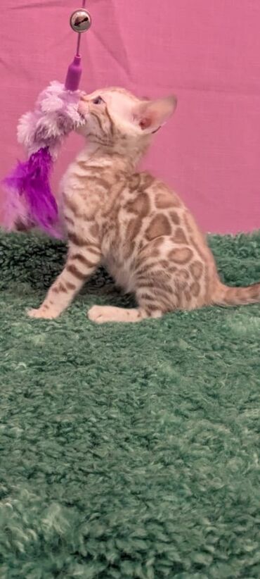 Продажа кошек: Бенгальская, 1 месяц, Девочка, Белый, Кастрирована, Приучена к лотку, Проглистована — 12