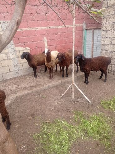Qoyunlar, qoçlar: Erkək, Qala, il: 1, Damazlıq, Ətlik, Ünvandan götürmə — 3