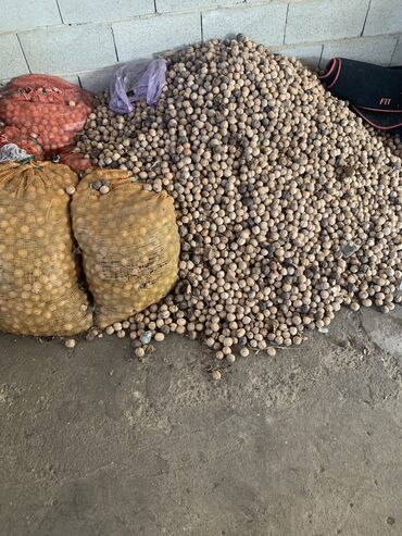 Башка азыктануучу азык-түлүктөр: Продаю орехи грецкие сухие прошлогодние где то 200 кг цена не