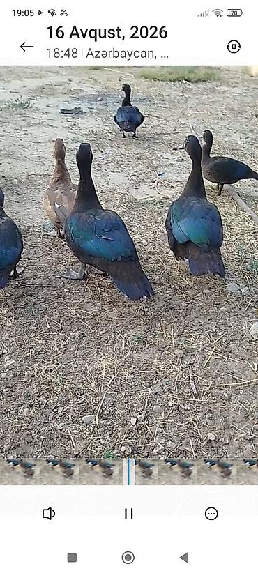qara avstraloq: Dişi -3 ay 20 günlükdür zümrüd lal ördeklərdir son qiyməti-25 AZN — 3