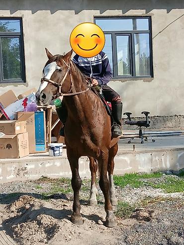 Продам с/х животных: Продаю | Конь (самец) | Для разведения | Осеменитель — 2
