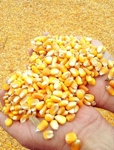 миноксидил цена в худжанде: Кукуруза россыпью " Пионер" 25 тонн Беловодск. Самовывоз