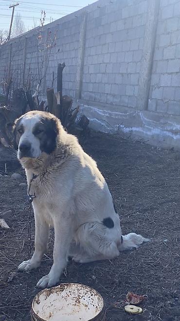 Вязка собак: Порода: среднеазиатская овчарка (алабай), . Окрас: белый с черными — 1