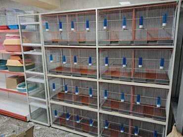 Xaltalar, qayışlar və tasmalar: Quş qəfəsləri üçün vitrin satıram. Heç bir problemi yoxdur. Hündürlük