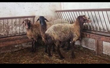 Atlar: Ünvan Məhəmmədi kəndi. Yetiş şişəklər. İkisi 1ci qarına, biri 2ci