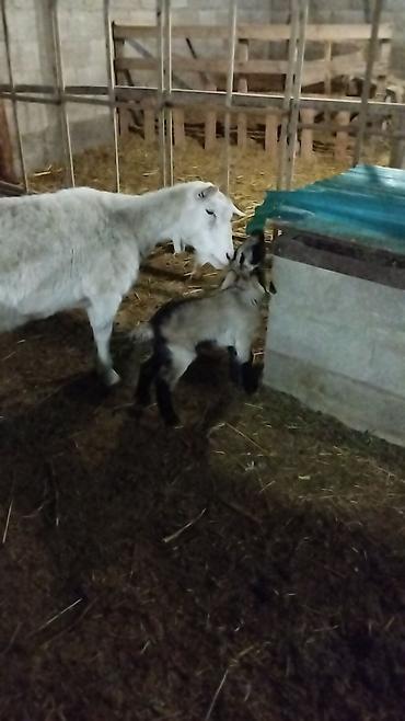 Козы, козлы: Продаю | Коза (самка) | Для разведения at lalafo.kg — 4 Козы, козлы: Продаю | Коза (самка) | Для разведения — 4