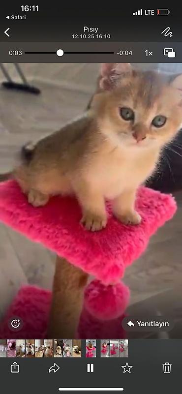 Pişiklər: Şotland yastı qulaq — 38