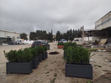 Bitkilər üçün dibçəklər: Məhsul: Dekorativ uzun formalı dibçəklər (ağac/kol əkilmiş) Endirim — 3