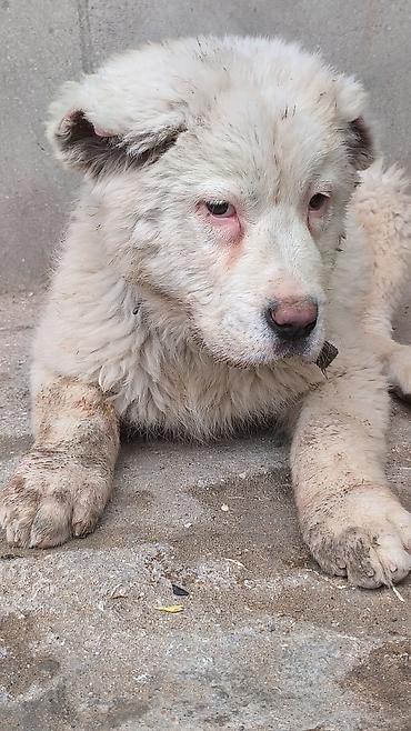 İtlər: Alabay — 2