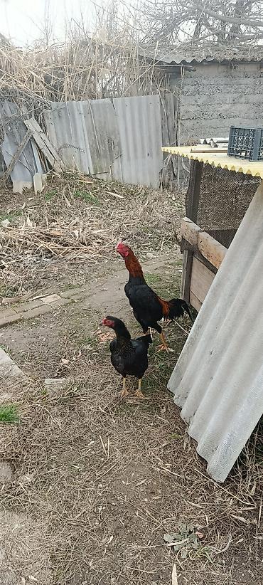 Птицы: ПРОДАЮ!!! ЯЙЦА. ИЗ ПОД ДАКАНА КОРЕЕЦ Из под чемпиона есть данные И — 3