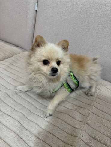 Heyvanlar üçün digər mallar: Pomeranian Spitz (mini) – sevimli və kompakt ev heyvanı - Cins