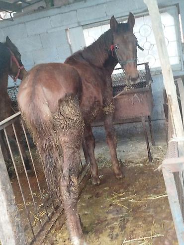 Лошади, кони: Продаю | Жеребенок | Рабочий — 10