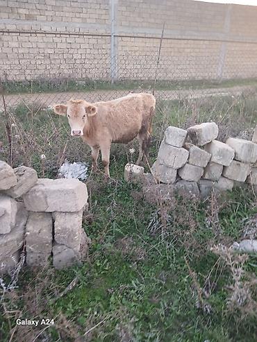 jersey cinsi: Erkək dana satilir temiz saroldu — 1