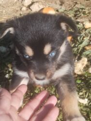 Psi: POKLANJAM štence mesanci haskija i ptičara,očišćeni od — 23