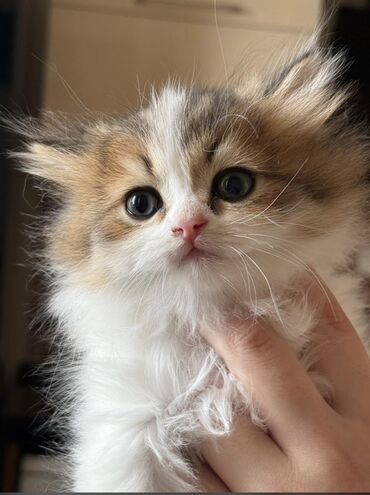 купить сибирского котёнка: Qızıl şinşilla