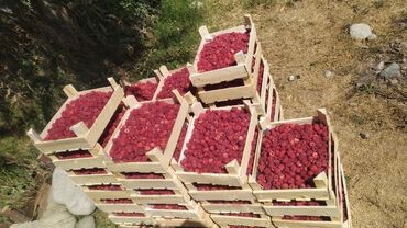 продам шиповник: Малина В розницу, Самовывоз, Бесплатная доставка, Платная доставка
