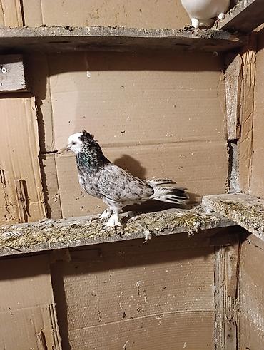 coban it adlari: Biri erkey biri mayadi ama çit deyiler unvan ayraport teref aviyasiya — 3