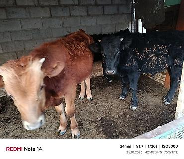 меняю на собаку: Продаю | Бык (самец) — 3