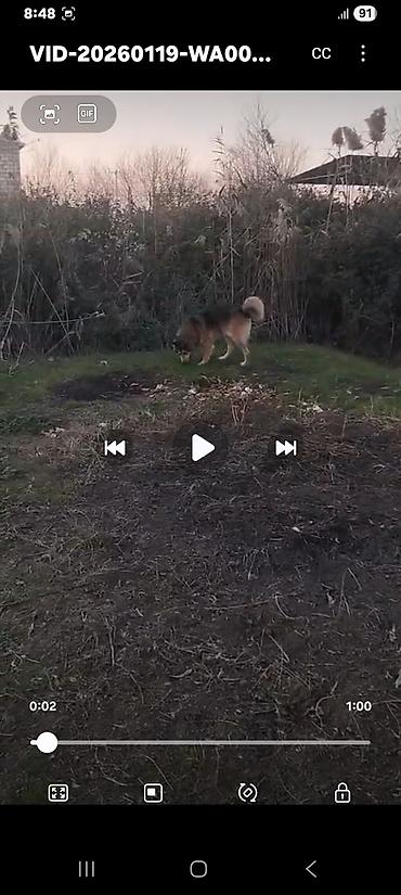 İtlər: Xaski, 1 ay, Erkek, Peyvəndli, Ünvandan götürmə — 6