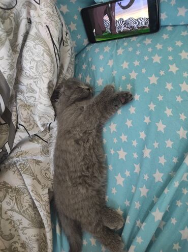 Pişiklər: Britan, Dişi, Yaxşı əllərə, Pulsuz çatdırılma — 3