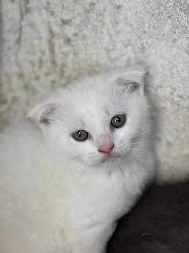 Кошки: Skotuş qıvrıqqulaq balaları - Cins: Scottish Fold (qıvrıq qulaqlı) - — 9