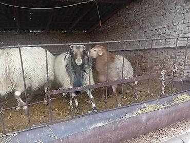 Баран, овца: Продаю | Баран (самец) | На забой — 11