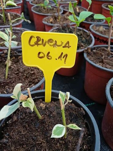 Ostale kućne biljke: Ožiljene bogumile po 900 — 11