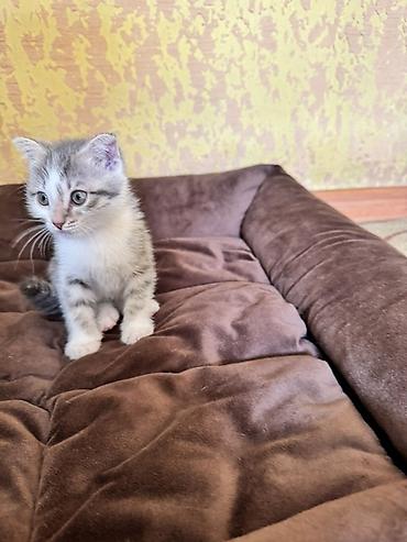 Продажа кошек: Котята с серебристым окрасом и голубыми глазами. Мальчик и девочка — 6