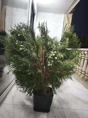 Thuja (ardıc) dekorativ qazon-bitkisi – qara plastik dibçəklərdə -