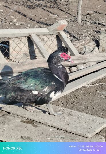 Ördəklər: Erkək, | Lal ördək, Ətlik, Ünvandan götürmə — 5