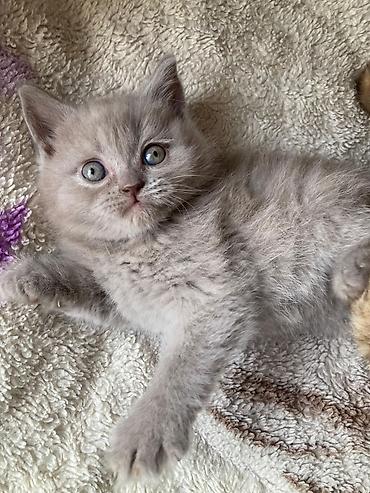 Pişiklər: Yaxşı əllərə — 14